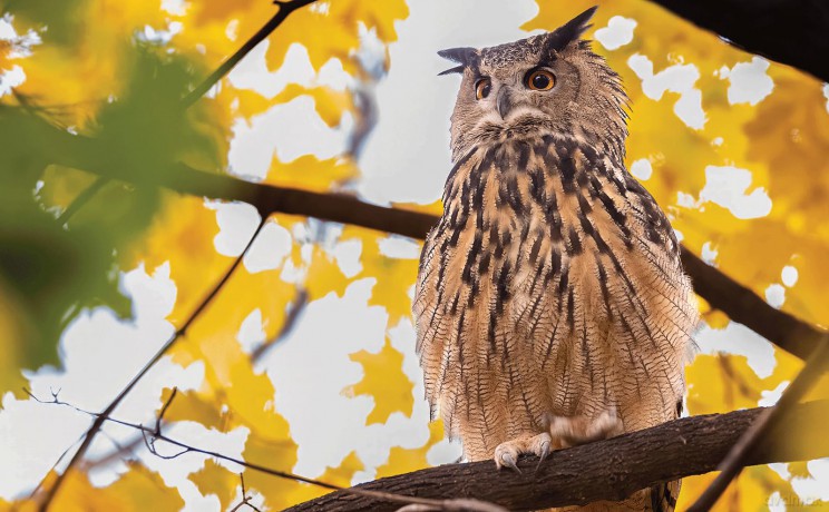 FLACO: The Owl Who Escaped Captivity and Won the Hearts of the World - Jonathan Hollingsworth [KSIĄŻKA]