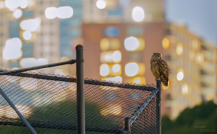 FLACO: The Owl Who Escaped Captivity and Won the Hearts of the World - Jonathan Hollingsworth [KSIĄŻKA]