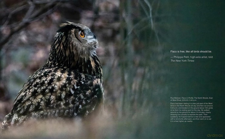 FLACO: The Owl Who Escaped Captivity and Won the Hearts of the World - Jonathan Hollingsworth [KSIĄŻKA]