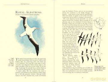 Bradt Antarctica (Travel Guide): a guide to the wildlife (Bradt Travel Guides) - Tony Soper [KSIĄŻKA]