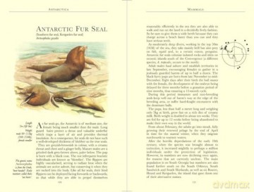 Bradt Antarctica (Travel Guide): a guide to the wildlife (Bradt Travel Guides) - Tony Soper [KSIĄŻKA]