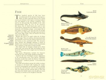 Bradt Antarctica (Travel Guide): a guide to the wildlife (Bradt Travel Guides) - Tony Soper [KSIĄŻKA]
