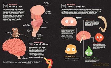 Your Brilliant Brain: A playful poke around the most marvellous, mysterious thing in the known universe: your beautiful brain - Philip Bunting [KSIĄŻKA]