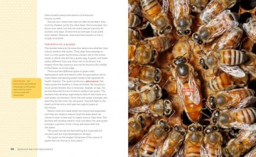 Beekeeping for Beginners: How To Raise Your First Bee Colonies - Amber Bradshaw [KSIĄŻKA]
