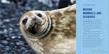 Ocean Animals for Kids: A Junior Scientist's Guide to Whales, Sharks, and Other Marine Life - Bethanie Hestermann [KSIĄŻKA]