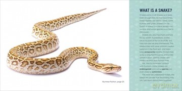 Snakes for Kids: A Junior Scientist's Guide to Venom, Scales, and Life in the Wild - Michael Starkey [KSIĄŻKA]