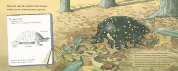 Dormilones de verano: Animales aletargados - Melissa Stewart [KSIĄŻKA]