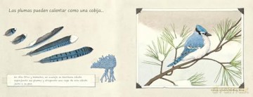 Las plumas: No son sólo para volar - Melissa Stewart [KSIĄŻKA]