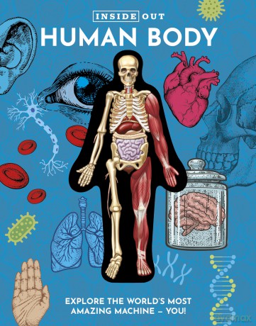 Inside Out Human Body: Explore the World's Most Amazing Machine - You! (Inside Out, Chartwell) - Luann Columbo [KSIĄŻKA]
