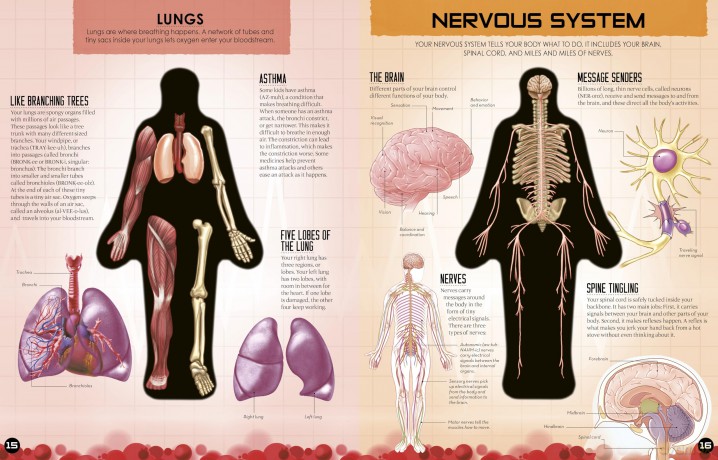 Inside Out Human Body: Explore the World's Most Amazing Machine - You! (Inside Out, Chartwell) - Luann Columbo [KSIĄŻKA]