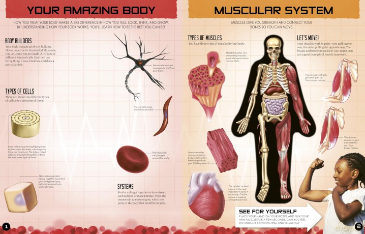 Inside Out Human Body: Explore the World's Most Amazing Machine - You! (Inside Out, Chartwell) - Luann Columbo [KSIĄŻKA]