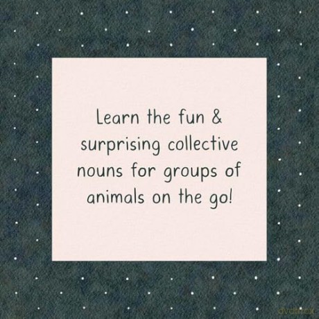 A Sleuth of Bears and Other Amusing, Beguiling, and Peculiar Collective Nouns - Colter Jackson [KSIĄŻKA]
