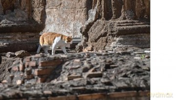 Cats of Rome - Traer Scott [KSIĄŻKA]