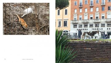 Cats of Rome - Traer Scott [KSIĄŻKA]