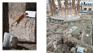Cats of Rome - Traer Scott [KSIĄŻKA]