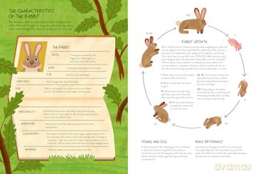 Rabbitology: The Ultimate Encyclopedia - Ilaria Demonti [KSIĄŻKA]