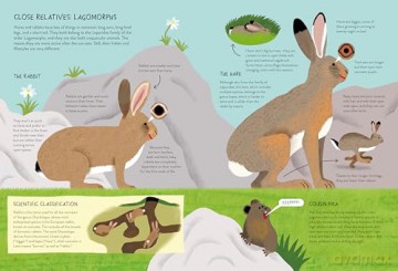 Rabbitology: The Ultimate Encyclopedia - Ilaria Demonti [KSIĄŻKA]