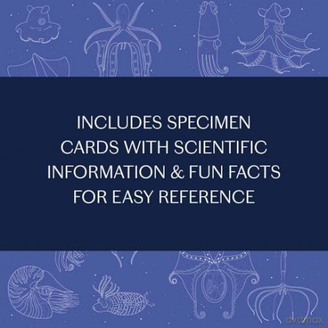 Sea Wonders: The Octopus, the Cuttlefish, and the Squid - Marco Colombo [KSIĄŻKA]