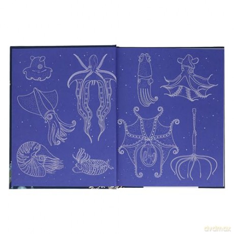 Sea Wonders: The Octopus, the Cuttlefish, and the Squid - Marco Colombo [KSIĄŻKA]