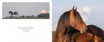 The Wild Horse Effect: Awe, Well-Being, and the Transformative Power of Nature - Chad Hanson [KSIĄŻKA]