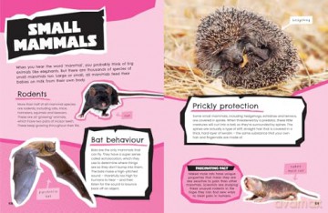 Animals: Discover fascinating facts about wildlife (All About) - Collins Kids [KSIĄŻKA]