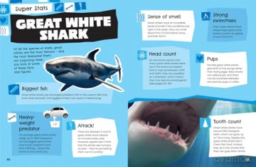 Animals: Discover fascinating facts about wildlife (All About) - Collins Kids [KSIĄŻKA]