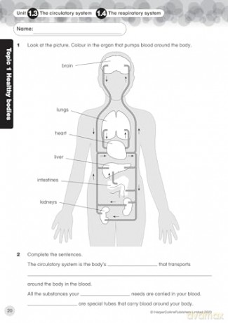 International Primary Science Progress Book Teacher Pack: Stage 6: Progress Book 6 (Teacher Pack) (Collins International Primary Science) - Tracy Wiles [KSIĄŻKA]