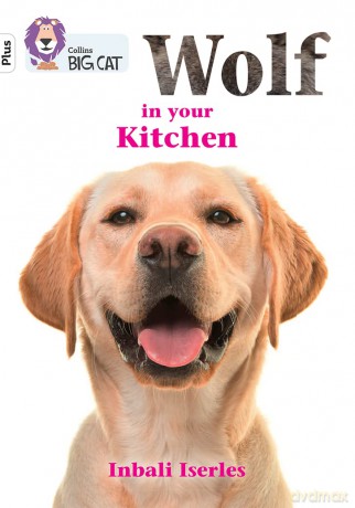 Wolf in your kitchen: Band 10+/White Plus (Collins Big Cat) - Inbali Iserles [KSIĄŻKA]