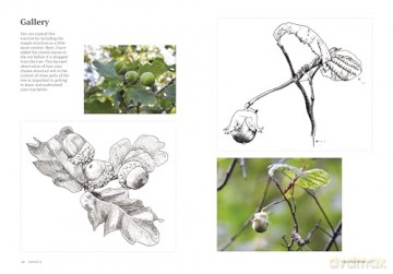 How to Draw a Tree: From the Fruit to the Forest: A Step-by-Step Course for the Nature Artist - Alex Boon [KSIĄŻKA]