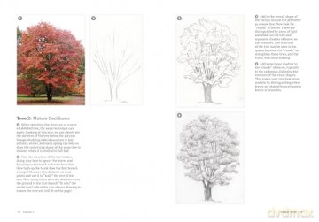 How to Draw a Tree: From the Fruit to the Forest: A Step-by-Step Course for the Nature Artist - Alex Boon [KSIĄŻKA]