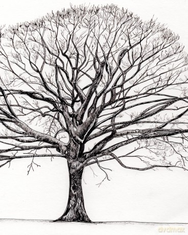 How to Draw a Tree: From the Fruit to the Forest: A Step-by-Step Course for the Nature Artist - Alex Boon [KSIĄŻKA]