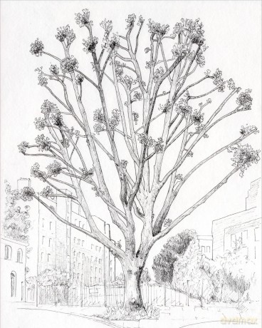 How to Draw a Tree: From the Fruit to the Forest: A Step-by-Step Course for the Nature Artist - Alex Boon [KSIĄŻKA]