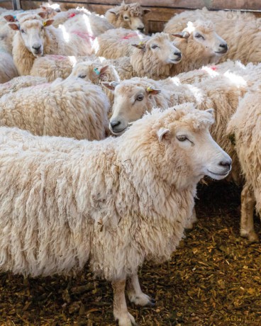 The Wonder of Wool: A knitter's guide to pure breed sheep - Justine Lee [KSIĄŻKA]