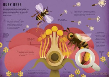 Wild Your World: Bees - Camilla de la Bedoyere [KSIĄŻKA]