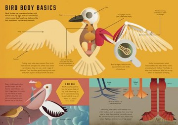 Wild Your World: Birds - Camilla de la Bedoyere [KSIĄŻKA]