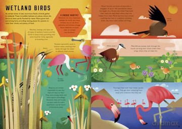 Wild Your World: Birds - Camilla de la Bedoyere [KSIĄŻKA]