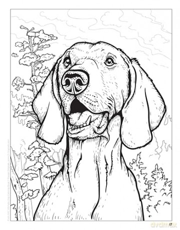 AKC Ultimate Dog Coloring Book: Color and Learn About the Golden Retriever, French Bulldog, German Shepherd Dog, and Other Popular Breeds - American Kennel Club [KSIĄŻKA]