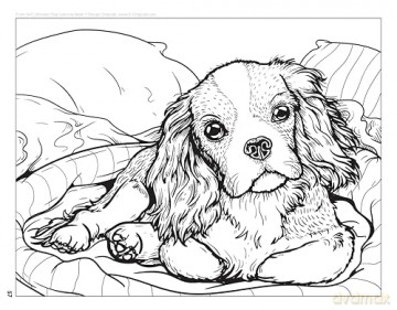 AKC Ultimate Dog Coloring Book: Color and Learn About the Golden Retriever, French Bulldog, German Shepherd Dog, and Other Popular Breeds - American Kennel Club [KSIĄŻKA]