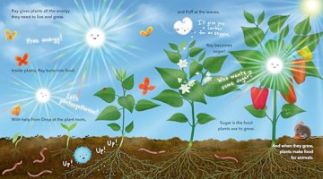Ray: How Light Works (A Science Pals Book) - Emily Kate Moon [KSIĄŻKA]
