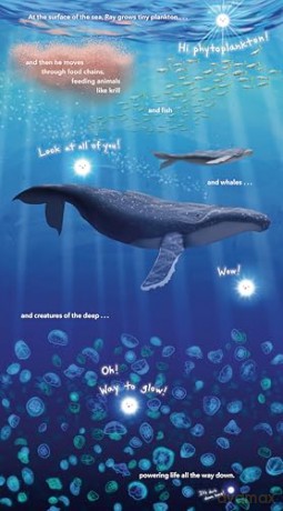 Ray: How Light Works (A Science Pals Book) - Emily Kate Moon [KSIĄŻKA]