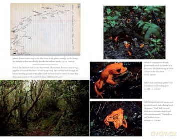 The Golden Toad: An Ecological Mystery and the Search for a Lost Species - Trevor Ritland [KSIĄŻKA]