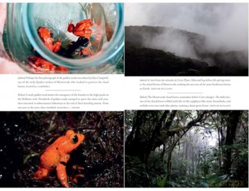 The Golden Toad: An Ecological Mystery and the Search for a Lost Species - Trevor Ritland [KSIĄŻKA]