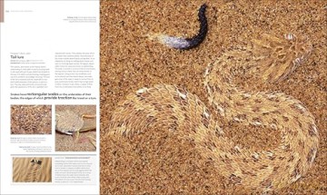 Animal Behaviour: Stories of Instinct, Intelligence and Adaptation (DK Definitive Visual Encyclopedias) - DK [KSIĄŻKA]