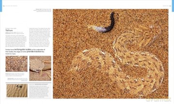 Animal Behaviour: Stories of Instinct, Intelligence and Adaptation (DK Definitive Visual Encyclopedias) - DK [KSIĄŻKA]