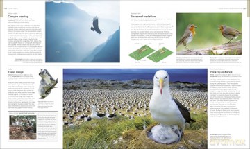 Animal Behaviour: Stories of Instinct, Intelligence and Adaptation (DK Definitive Visual Encyclopedias) - DK [KSIĄŻKA]