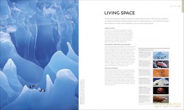 Animal Behaviour: Stories of Instinct, Intelligence and Adaptation (DK Definitive Visual Encyclopedias) - DK [KSIĄŻKA]