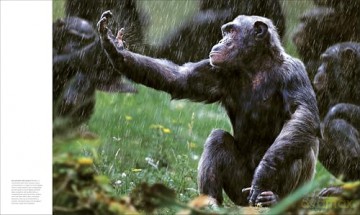 Animal Behaviour: Stories of Instinct, Intelligence and Adaptation (DK Definitive Visual Encyclopedias) - DK [KSIĄŻKA]