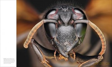 Animal Behaviour: Stories of Instinct, Intelligence and Adaptation (DK Definitive Visual Encyclopedias) - DK [KSIĄŻKA]
