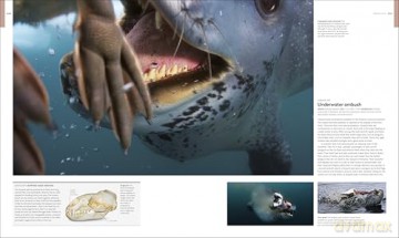 Animal Behaviour: Stories of Instinct, Intelligence and Adaptation (DK Definitive Visual Encyclopedias) - DK [KSIĄŻKA]