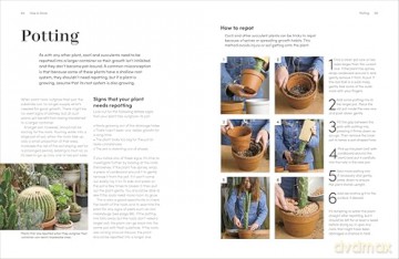 Cacti and Succulents: The Plant Rescuer's On-point Advice to Keep Your Plants Looking Sharp - Sarah Gerrard-Jones [KSIĄŻKA]